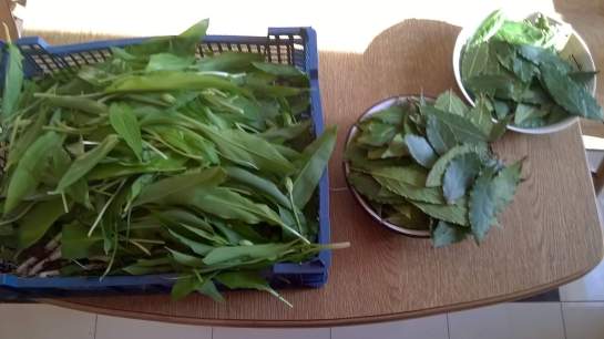 13047964_10206838937080145_8823610661642263176_o