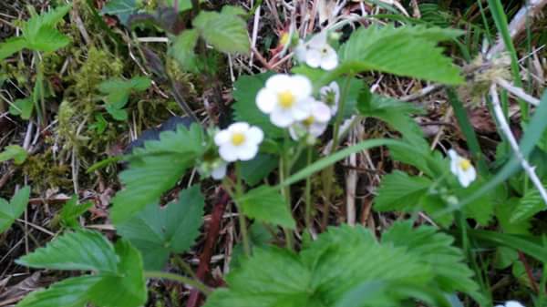 13179022_10204669815583673_6220978024292082347_n