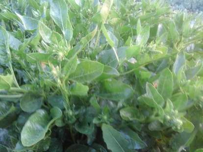 13321731_1042002109201661_736718307104315119_n