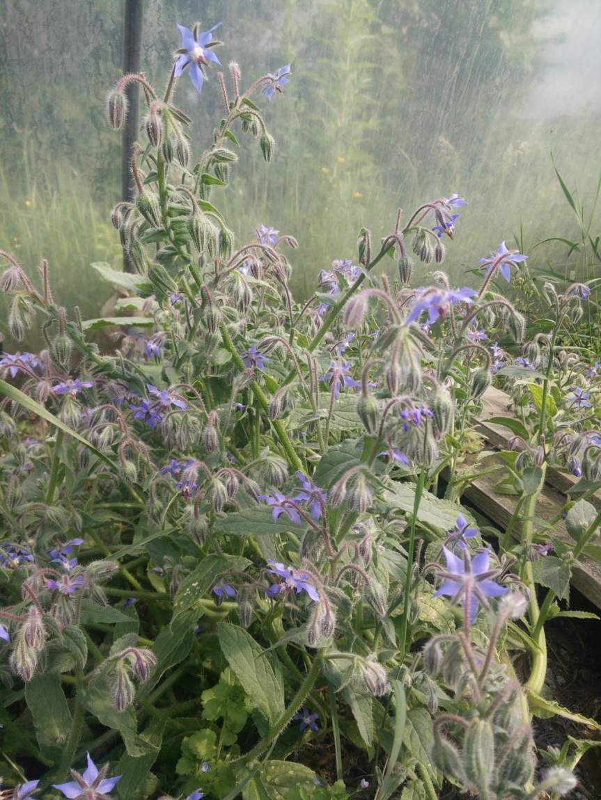 13323614_1057569530947124_9072483798947230033_o