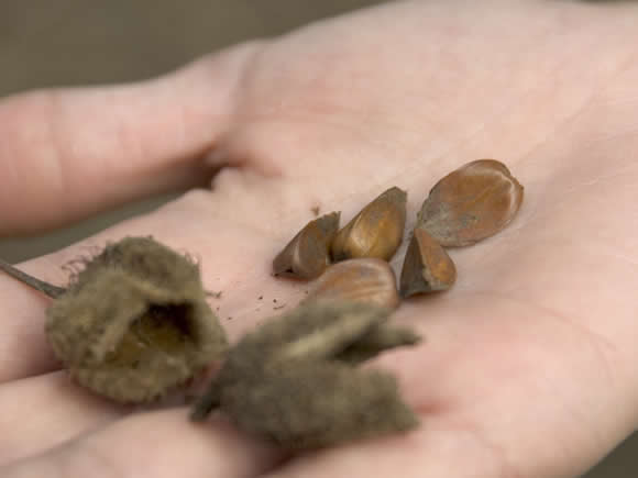 beech-nuts-alamy-atw1yg-580x435