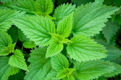 nettle-leaves