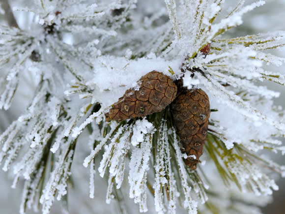 scots-pine-cones-winter-alamy-h49587-580x435